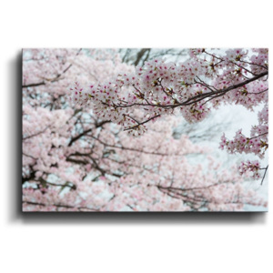 Obraz - Květy třešně