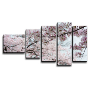 5- dílný obraz 110x60 - Květy třešně