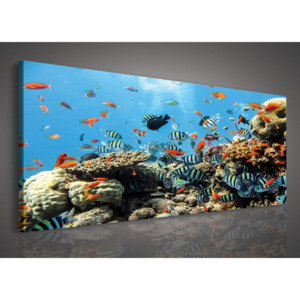 Obraz na plátně: Korálový útes - 145x45 cm