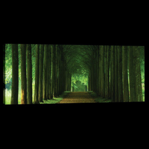 Obraz na plátně: Zelená alej (1) - 145x45 cm