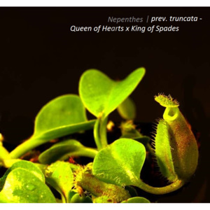 Nepenthes truncata - Queen of Hearts x King of Spades | Láčkovka