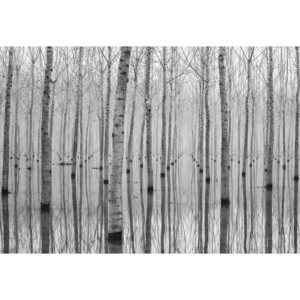 Fototapeta, Tapeta Birch Forest, (368 x 254 cm)