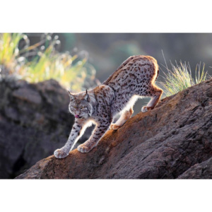 Fototapeta, Tapeta Lynx At Sunset, (416 x 290 cm)