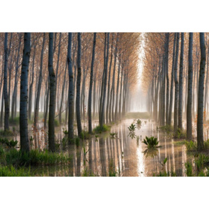Fototapeta, Tapeta Rains Of Spring, (368 x 254 cm)
