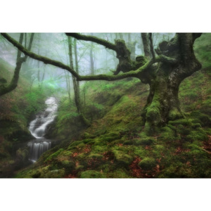 Fototapeta, Tapeta The Enchanted Forest, (368 x 254 cm)