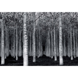 Fototapeta, Tapeta The Forest For The Trees, (368 x 254 cm)