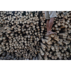 Fototapeta, Tapeta Bamboo, (416 x 290 cm)