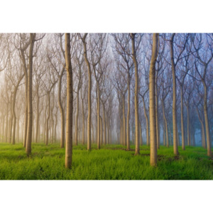 Fototapeta, Tapeta Morning Of The Forest, (368 x 254 cm)