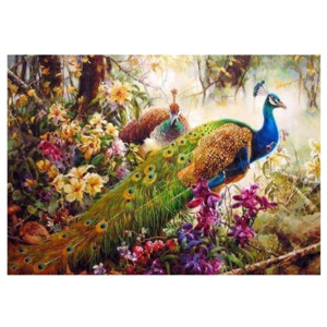 DrawJoy Namaluj si obraz "Páv" 40x50 cm