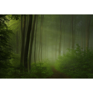 Fototapeta, Tapeta Forest Morning, (416 x 290 cm)