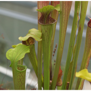 Sarracenia oreophila | špirlice náhorní