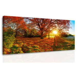 InSmile Obraz - Podzimní slunce 100x50 cm
