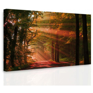 InSmile Obraz - Podzimní les 60x40 cm
