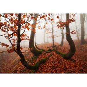 Fototapeta, Tapeta Fairytale Forest, (368 x 254 cm)