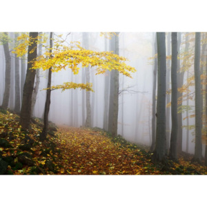 Fototapeta, Tapeta Yellow Leaves In The Forest, (104 x 70.5 cm)