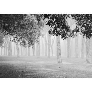 Fototapeta, Tapeta Morning Fog, (254 x 184 cm)