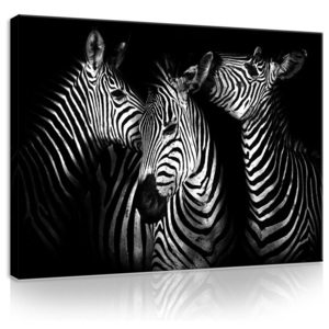 Obraz na plátně: Zebry (4) - 75x100 cm