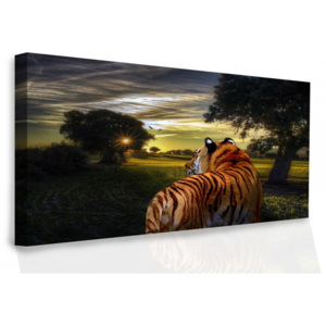 InSmile Obraz na plátně - Tygr 60x40 cm