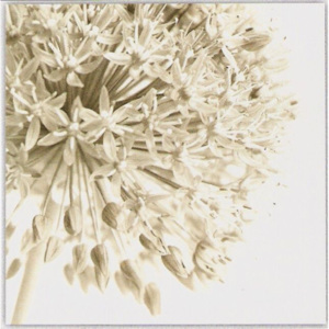 Květ česneku - černobílý obraz 2