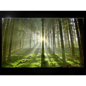 Obraz les, motivy přírody, obrazy na plátně Les 50x30cm