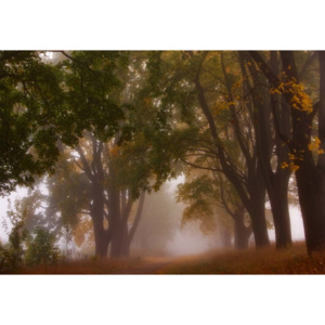 Fototapeta, Tapeta Autumn Mist, (104 x 70.5 cm)