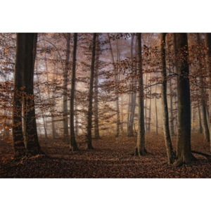 Fototapeta, Tapeta Autumn In The Forest, (368 x 254 cm)