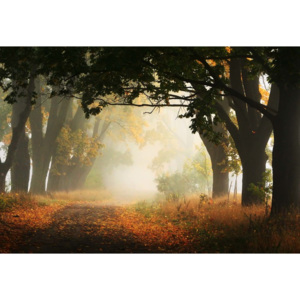Fototapeta, Tapeta Autumn In Poland, (416 x 290 cm)