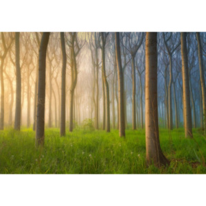 Fototapeta, Tapeta Misty Morning, (254 x 184 cm)