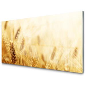 Skleněný obraz Pšenice Rostlina Příroda