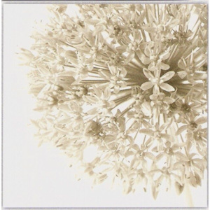 Květ česneku - černobílý obraz 1
