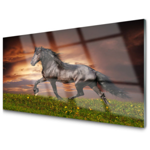 Obraz na skle Černý Kůň Louka Zvířata