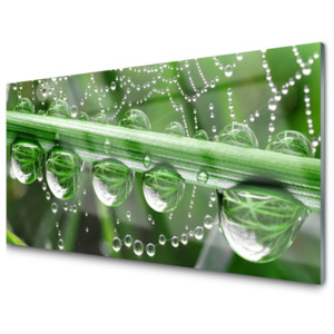 Kuchyňský skleněný panel Pavučina Kapka Rostlina