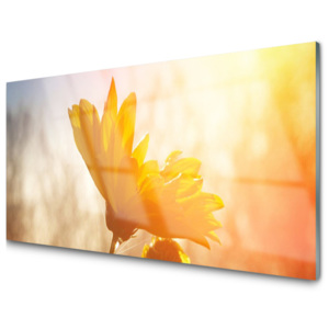 Kuchyňský skleněný panel Skleněný Slunečnice