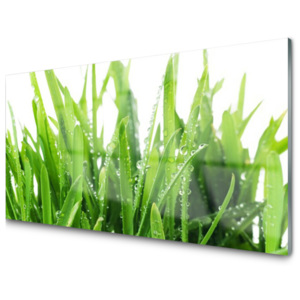 Kuchyňský skleněný panel Skleněný Tráva Rostlina