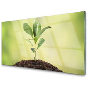 Kuchyňský skleněný panel Půda Rostlina Růst