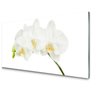 Plexisklo obraz Orchidej Výhonky Květiny Příroda