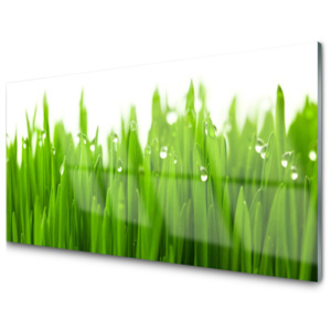 Kuchyňský skleněný panel Tráva Příroda Rostlina