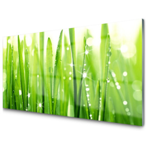 Kuchyňský skleněný panel Tráva Rostlina Příroda