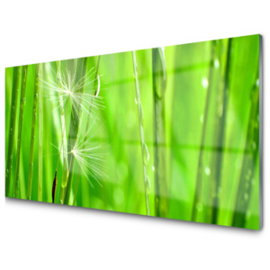 Kuchyňský skleněný panel Tráva Rostlina Příroda