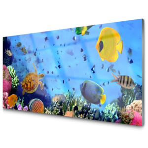 Kuchyňský skleněný panel Korálový Útes Ryba Příroda