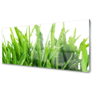 Kuchyňský skleněný panel Skleněný Tráva Rostlina
