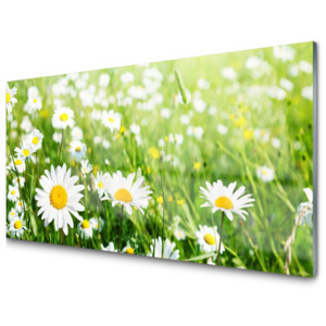 Kuchyňský skleněný panel Sedmikráska Květ Rostlina