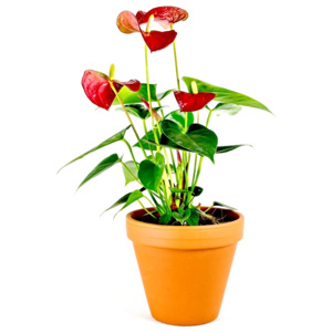 Gardners.cz Anthurium červená, průměr 17 cm Anturie, Toulitka chvostokvětá, Prasečí ocásek