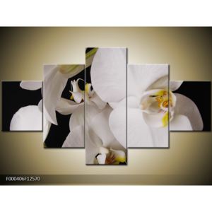 Obraz květů orchidejí (F000406F12570)