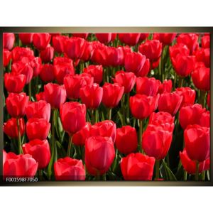 Obraz tulipánového pole (F001598F7050)