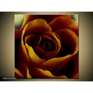 Obraz krásného květu žlutooranžové růže (F002561F3030)