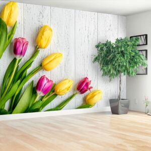 Fototapeta žluté tulipány