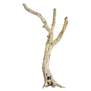 Dekorativní dřevěná větev Cholla 60cm