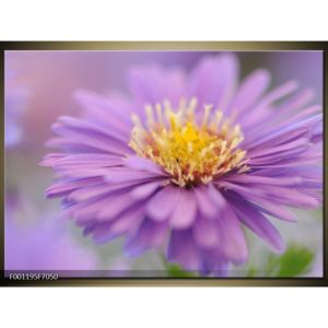 Obraz fialové květiny (F001195F7050)
