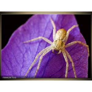 Obraz pavoučka (F000620F7050)
